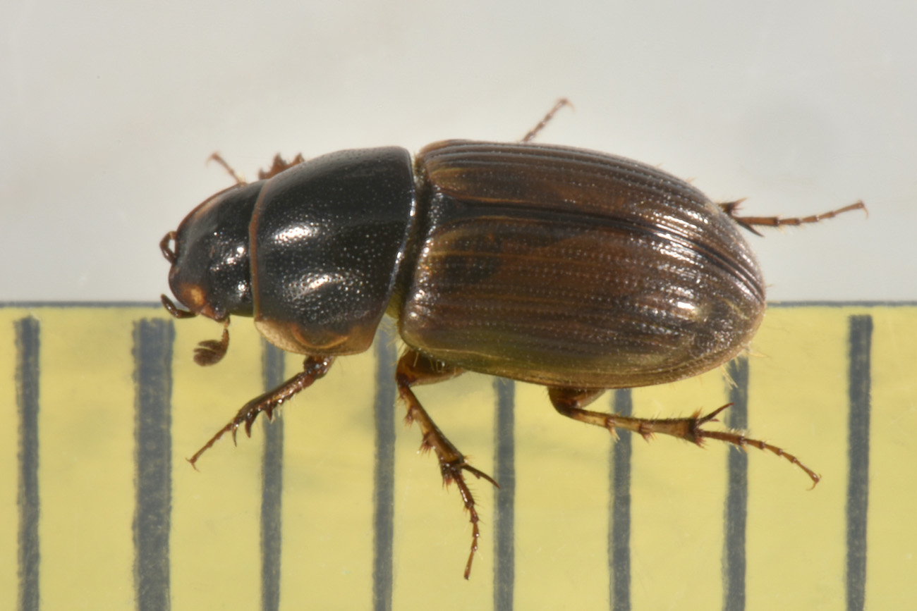 Aphodiidae: Melinopterus consputus?  S.